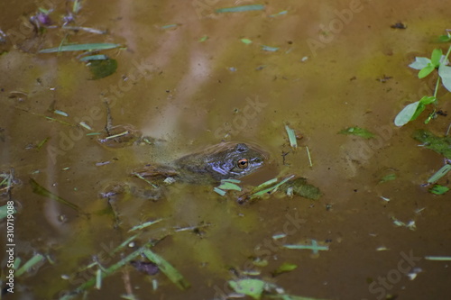 A frog floating in a stream among some grass trimmings