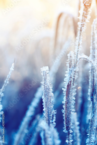 natural background with grass covered shiny transparent crystals of cold blue frost like beads on a Sunny winter morning