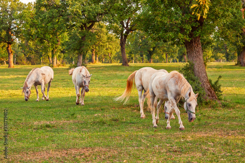 Horses grazing in the forest under oaks  summertime outdoor theme