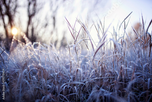 Fényképezés natural background with field with dry grass covered shiny transparent crystals