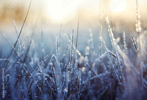 background with grass covered shiny transparent crystals of cold blue frost and snow in a winter Sunny morning