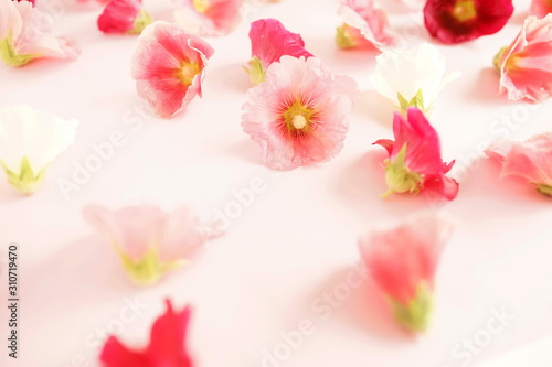 flowers background. Pink Malva buds pattern on pink backgroop top view.