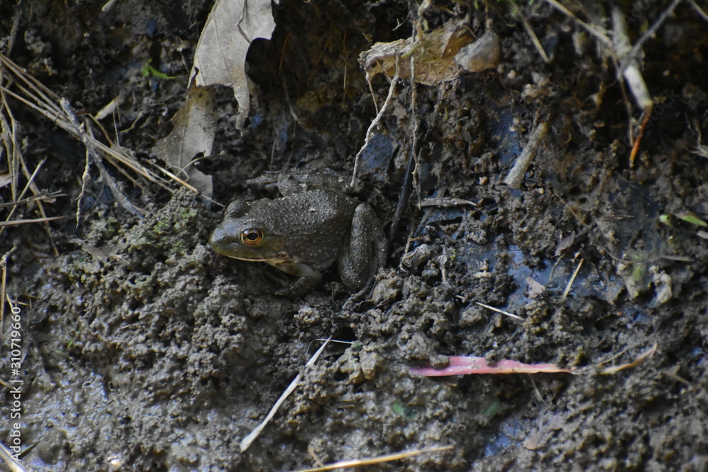 Fototapeta premium A frog sitting in a dry lake bed