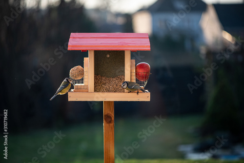 Photography Wild birds inspects seed feeder