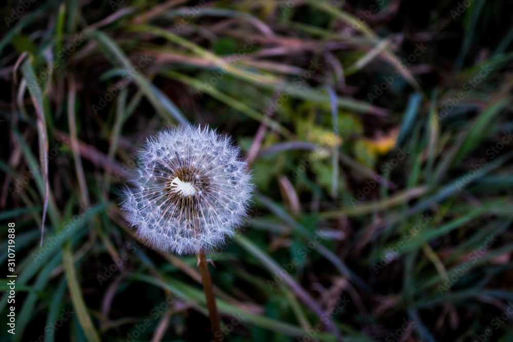 Dandelion close-up on grass blurred background. Dandelion close-up on grass blurred background.