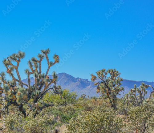 Spiny Joshua Trees (Yucca Brevifolia) in the Sonora Desert. Maricopa County, Arizona USA