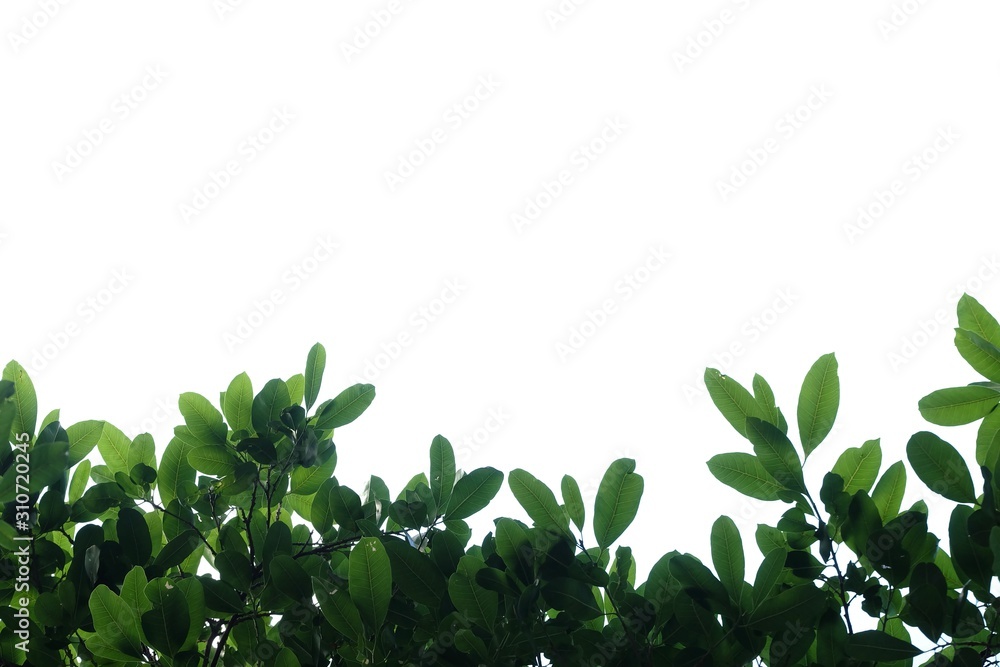 Tropical tree leaves on white isolated background for green foliage backdrop Tropical tree leaves on white isolated background for green foliage backdrop