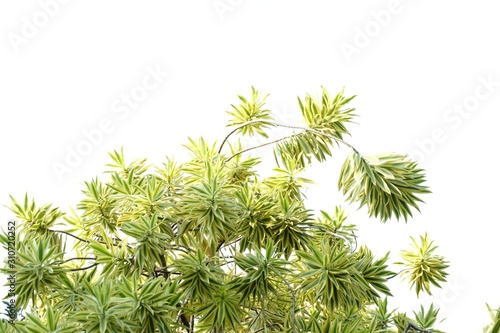 Desert plant leaves with branches growing in botanical garden on white isolated background for green foliage backdrop 