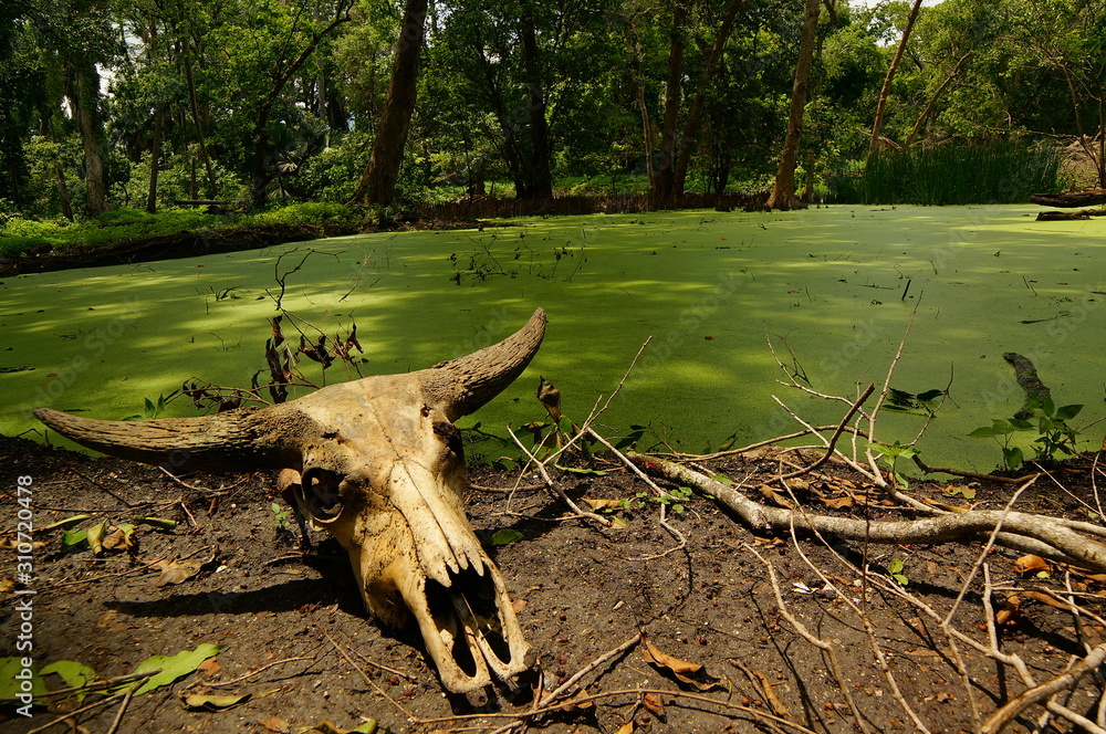 Skulls of animals lying in the green valley of the wilderness Skulls of animals lying in the green valley of the wilderness