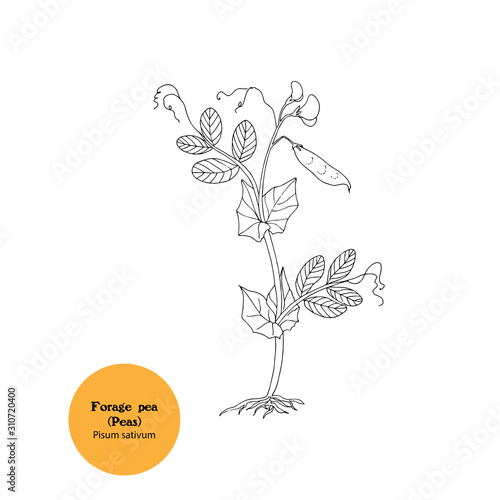Hand drawn black and white illustration of forage pea plant, Pisum sativum, simple botanical drawing.
