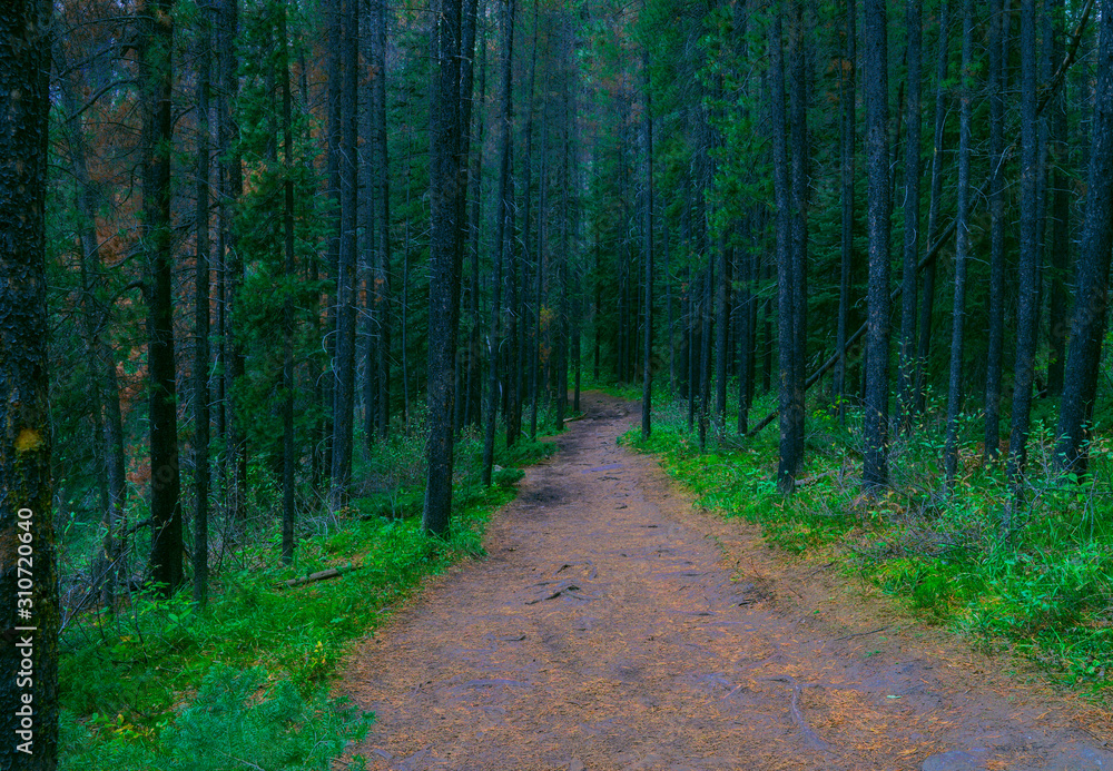 Fototapeta premium Perfect Path Through Tall Pine Forest