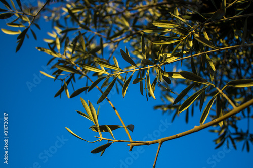 Tree branches with green leaves on a background of blue sky.