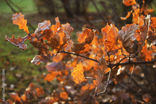 Close up oak leaves on a branch in autumn sunlight. Warm cozy fall season nature background.