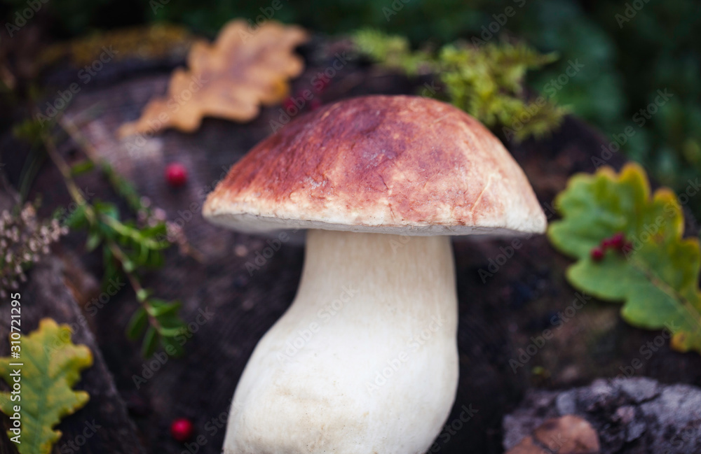 Wild raw boletus mushroom in Latvian forest Wild raw boletus mushroom in Latvian forest