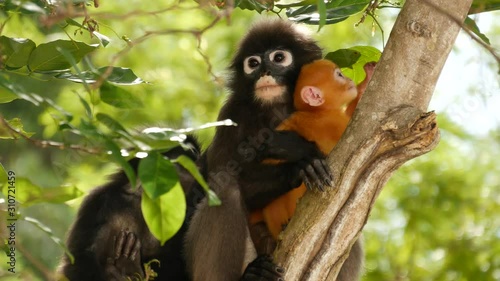 Cute spectacled leaf langur, dusky monkey on tree branch amidst green leaves in Ang Thong national park in natural habitat. Wildlife of endangered species of animals. Environment conservation concept.
