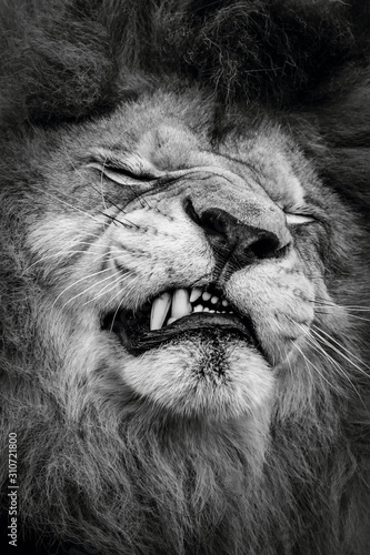Desolate lion with bared teeth