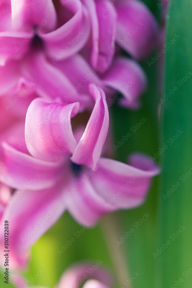 Hyacinthus Macro Shot