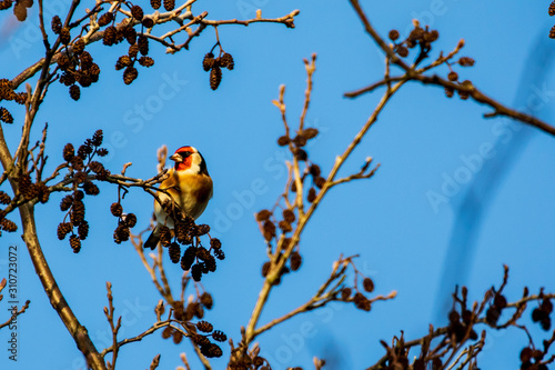 bird on branch