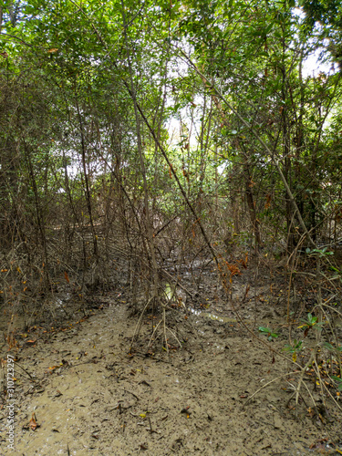 Mangrove in the historical park of Guayaquil. Ecuador