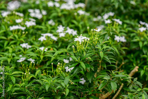 Green leaf background and white flower