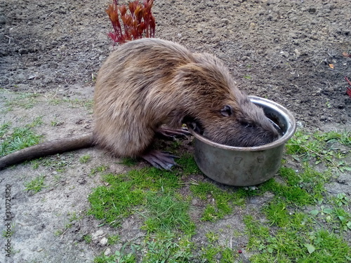  nutria drinks water