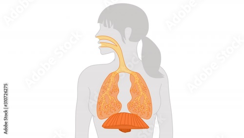 Woman breathing animation. Loop. Motion air, oxygen in the lungs and bronchi, out CO2. Female respiratory. Movement diaphragm. Visible young girl breathing. For medical education, sport yoga exercise photo