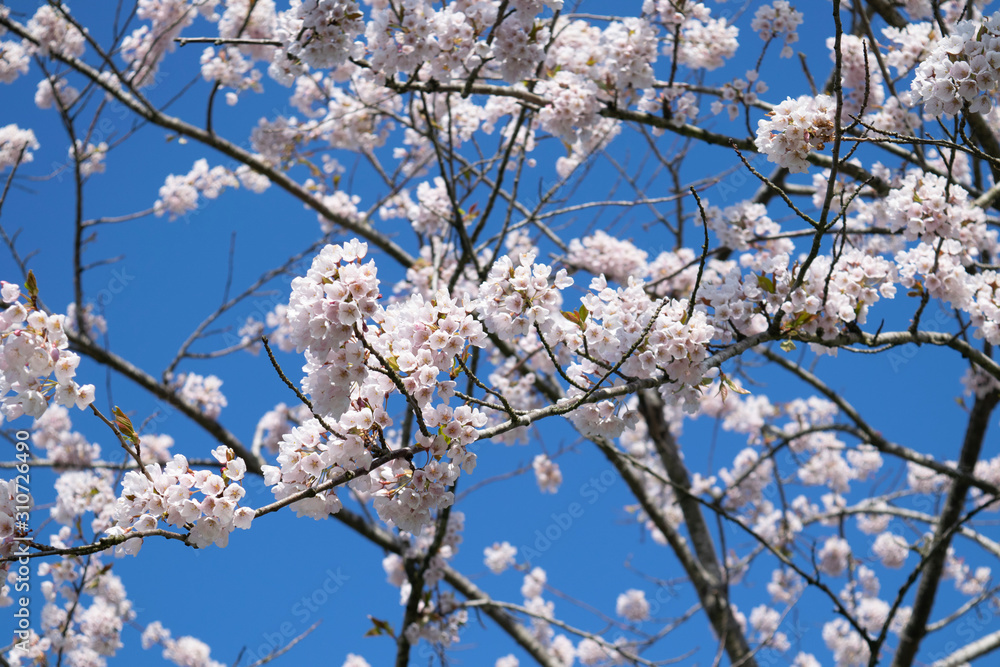 Cherry Trees blossoming in spring on a clear day Cherry Trees blossoming in spring on a clear day
