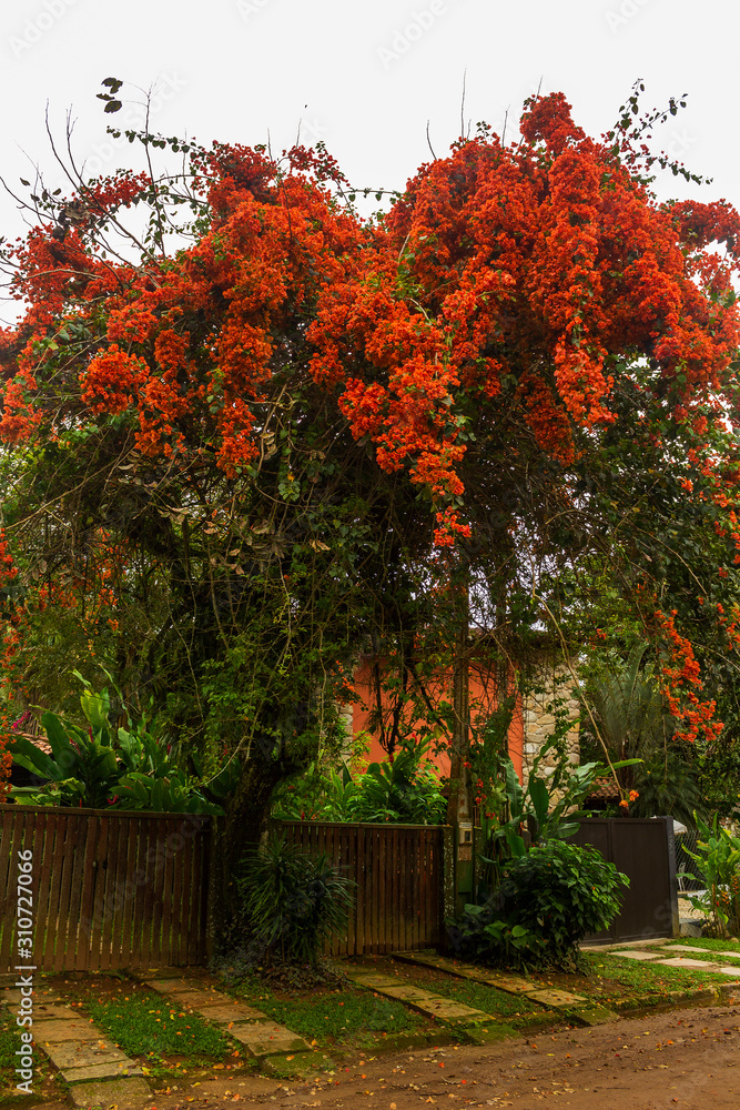 Naklejka premium Primavera IMG_6735