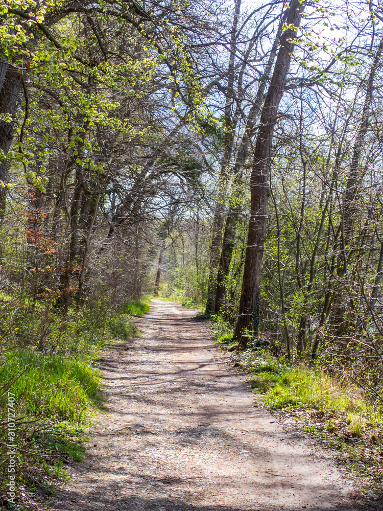Naklejka premium hiking trail in the forest of Chantilly, in spring
