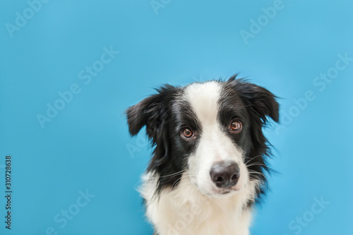 Funny studio portrait of cute smilling puppy dog border collie isolated on blue background. New lovely member of family little dog gazing and waiting for reward. Pet care and animals concept © Юлия Завалишина