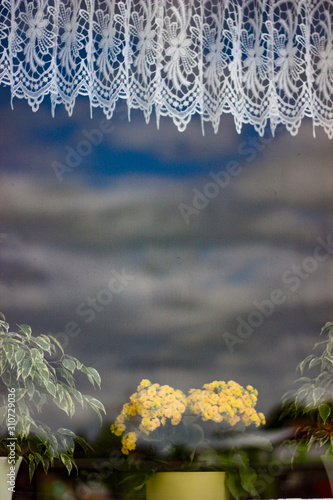 Flowers in the window