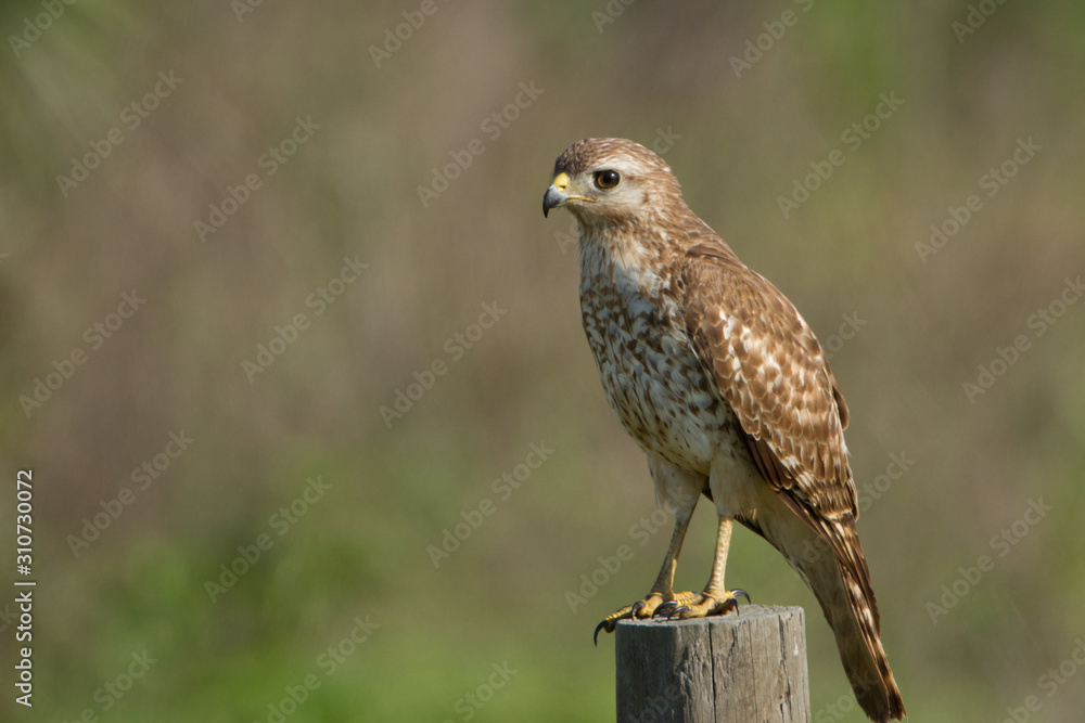 A juvenile Red Shouldered Hawk rest atop a fence post while look A juvenile Red Shouldered Hawk rest atop a fence post while look