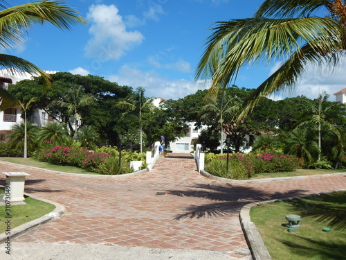 Camino lindo paisaje natural con palmas en el caribe