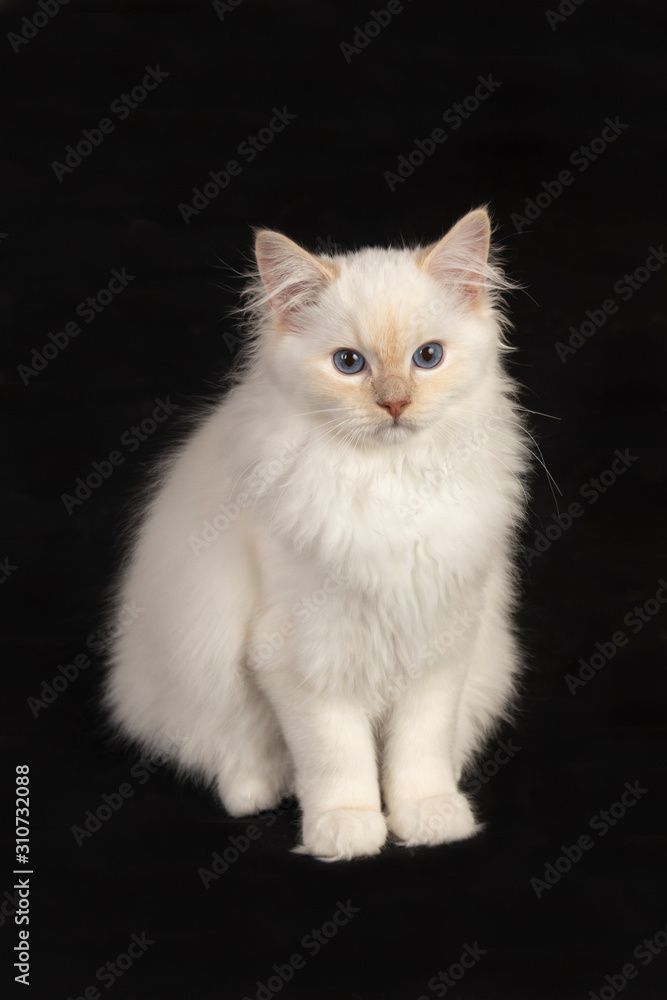 Fototapeta premium Kitty Cat