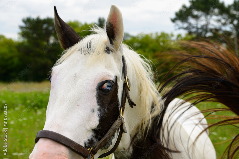 Obraz premium An alarmed Paint Horse mare watching the rear end of another horse flashing his tail