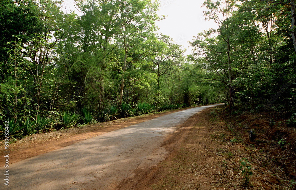 Fototapeta premium A jungle road in rural India