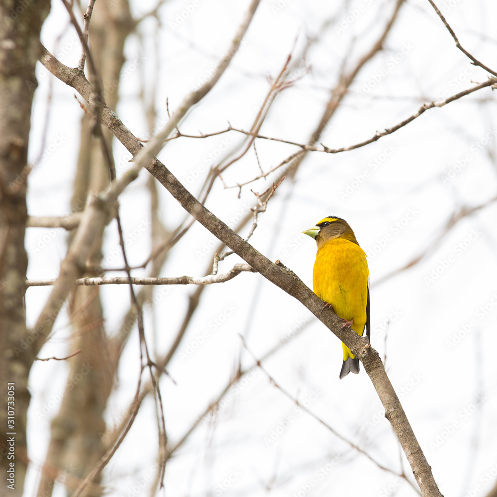 Yellow evening grosbeak in a tree