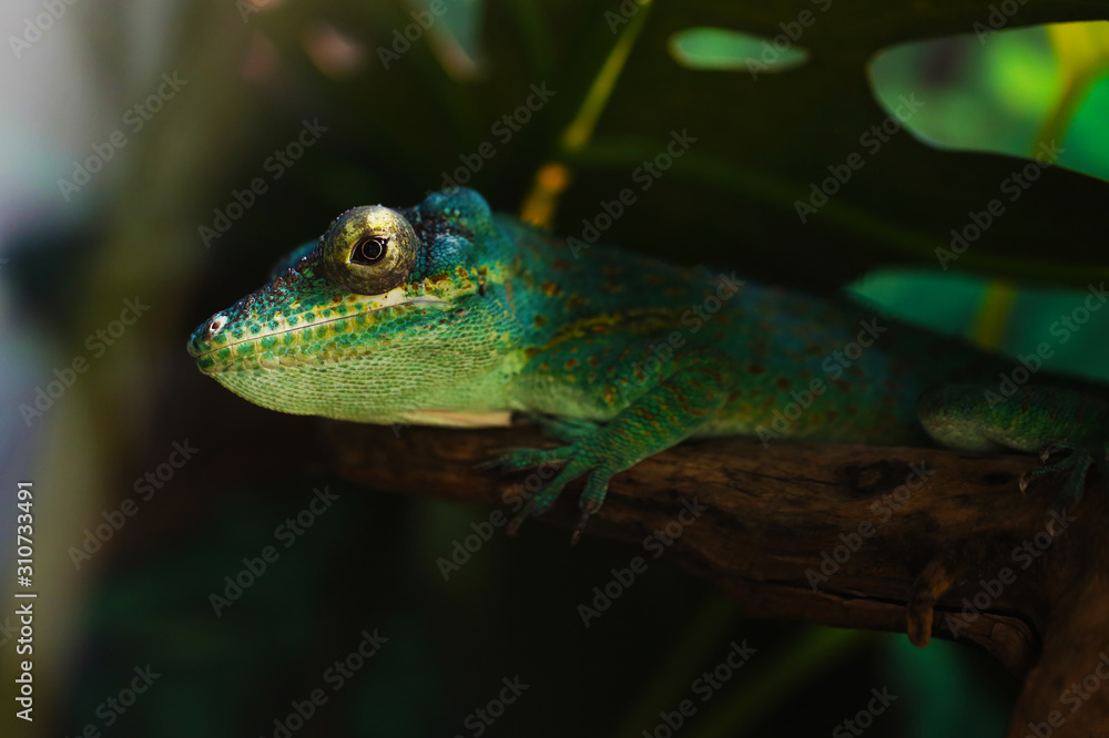 Obraz premium Lizard funnyclose up macro bright animal portrait photo