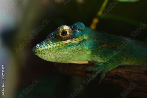 Lizard funnyclose up macro bright animal portrait photo