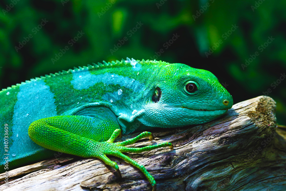 Fototapeta premium Lizard funnyclose up macro bright animal portrait photo