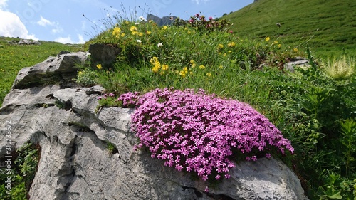 wildflowers on mountain rocks