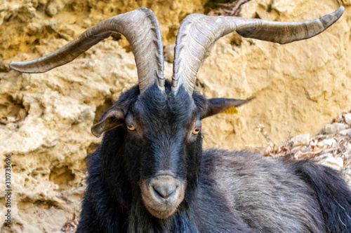 Goat lying on the ground watching.