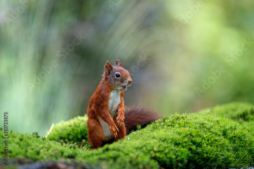 Red Eurasian squirrel searching for food in the forest in the South of the Netherlands