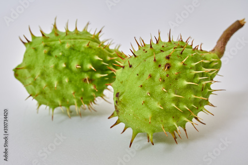 Chestnut in shell exposed on white background