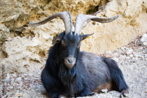 Goat lying on the ground watching. Black and brown.