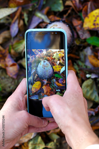 Hand with a smartphone making photo of growing mushroom
