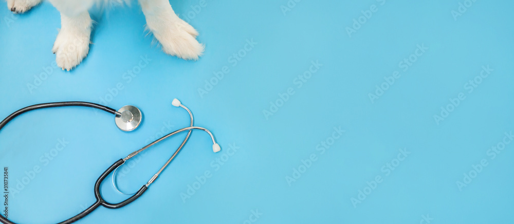 Puppy dog border collie paws and stethoscope isolated on blue background.  Little dog on reception at veterinary doctor in vet clinic. Pet health care  and animals concept Banner Stock Photo | Adobe