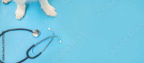 Puppy dog border collie paws and stethoscope isolated on blue background. Lit...