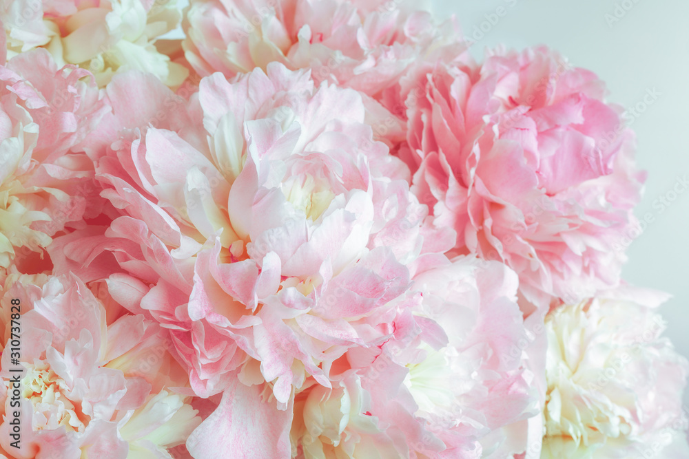 Fluffy pink peonies flowers background Fluffy pink peonies flowers background