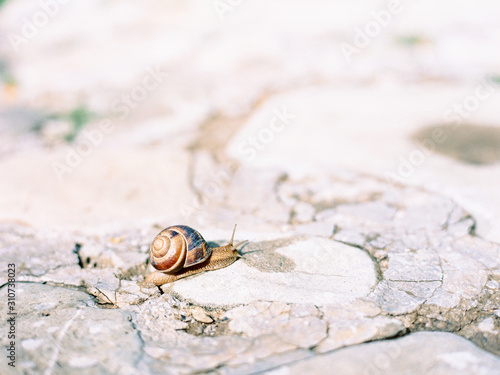 Snail moving across stone surface photo